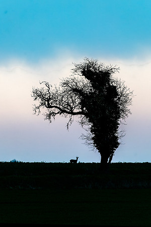 Série en cours sur un arbre à deux pas de la maison...quand je suis bourguignon !